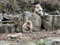 Schnee Affen Park &ndash; &copy; Sabine Letzybyll (Eberhardt TRAVEL)