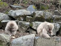 Schnee Affen Park &ndash; &copy; Sabine Letzybyll (Eberhardt TRAVEL)