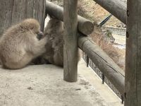 Schnee Affen Park &ndash; &copy; Sabine Letzybyll (Eberhardt TRAVEL)