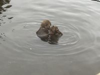 Schnee Affen Park &ndash; &copy; Sabine Letzybyll (Eberhardt TRAVEL)