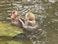 Schnee Affen Park &ndash; &copy; Sabine Letzybyll (Eberhardt TRAVEL)