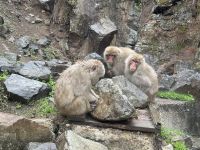 Schnee Affen Park &ndash; &copy; Sabine Letzybyll (Eberhardt TRAVEL)