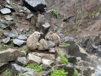 Schnee Affen Park &ndash; &copy; Sabine Letzybyll (Eberhardt TRAVEL)