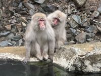 Schnee Affen Park &ndash; &copy; Sabine Letzybyll (Eberhardt TRAVEL)