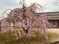 Kirschblüte &ndash; &copy; Sabine Letzybyll (Eberhardt TRAVEL)