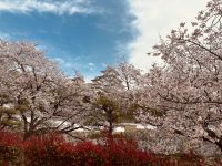 Kirschblüte &ndash; &copy; Sabine Letzybyll (Eberhardt TRAVEL)