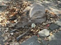 Miyajima &ndash; &copy; Sabine Letzybyll (Eberhardt TRAVEL)