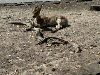 Miyajima &ndash; &copy; Sabine Letzybyll (Eberhardt TRAVEL)