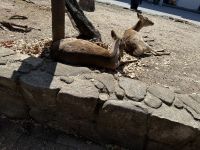 Miyajima &ndash; &copy; Sabine Letzybyll (Eberhardt TRAVEL)