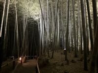 Bambuswald &ndash; &copy; Sabine Letzybyll (Eberhardt TRAVEL)