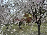 Kirschblüte &ndash; &copy; Sabine Letzybyll (Eberhardt TRAVEL)