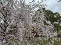 Kirschblüte &ndash; &copy; Sabine Letzybyll (Eberhardt TRAVEL)