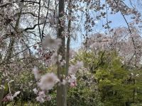 Kyoto - Ryoanji Tempel &ndash; &copy; Sabine Letzybyll (Eberhardt TRAVEL)