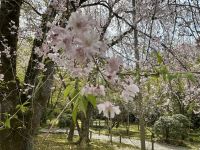 Kyoto - Ryoanji Tempel &ndash; &copy; Sabine Letzybyll (Eberhardt TRAVEL)