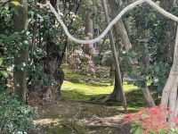 Kyoto - Ryoanji Tempel &ndash; &copy; Sabine Letzybyll (Eberhardt TRAVEL)