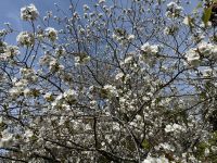 Kirschblüte &ndash; &copy; Sabine Letzybyll (Eberhardt TRAVEL)