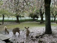 Nara &ndash; &copy; Sabine Letzybyll (Eberhardt TRAVEL)