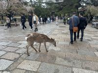 Nara &ndash; &copy; Sabine Letzybyll (Eberhardt TRAVEL)
