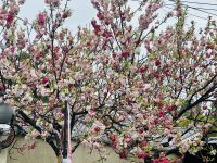 Tempel der Tausend Tore - Fushimi Inari Taisha &ndash; &copy; Sabine Letzybyll (Eberhardt TRAVEL)