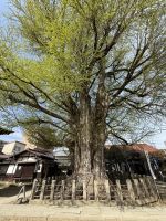 Spaziergang durch Takayama &ndash; &copy; Jacob Spangenberg (Eberhardt TRAVEL)
