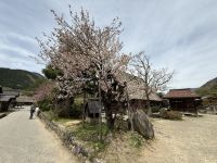 Rundgang durch Shirakawago mit Besuch der historischen Häuser &ndash; &copy; Jacob Spangenberg (Eberhardt TRAVEL)