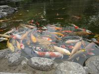 Koi im Garten des Hotels Grand Prince New Takanawa_2
