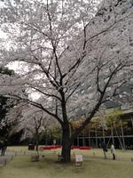 Kirschbaum im Grand Prince New Takanawa_2