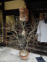 Eingang eines Hauses in Takayama