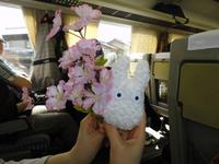 die Kirschblüte und Chibu