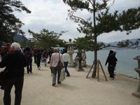 Spaziergang auf Miyajima