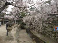 Kirschblüten auf Miyajima