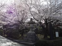 Kirschbäume in Kyôto