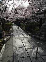 Kirschbäume in Kyôto_2