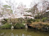 Kirschblüten im Kiyomizudera-Tempel in Kyôto