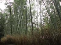 Bambushain in Ashiyama