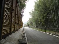 Bambushain in Ashiyama_3