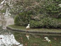 Ente im Ryoanji-Tempel