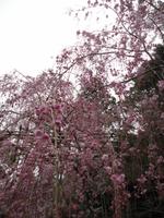 Kirschblüte im Ryoanji