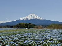 6. Tag: Erkundungen um den Fuji-san – Blick auf den Fuji vom Oishi-Park