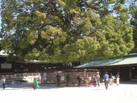 Tokio- Meiji-Schrein - Wunschbaum
