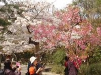 Kamakura - am großen Buddha