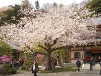 Kamakura - Im Garten des Hasedera-Tempels