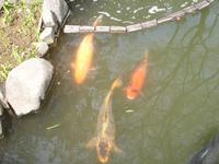 Kamakura - Im Garten des Hasedera-Tempels