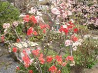 Kamakura - Im Garten des Hasedera-Tempels