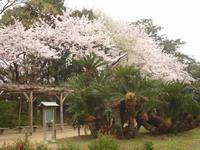 Okayama , im Korakuen Wandelgarten
