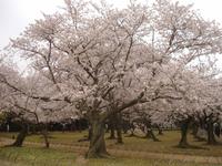Okayama , im Korakuen Wandelgarten