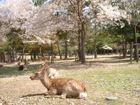 Nara - und die Rehe...