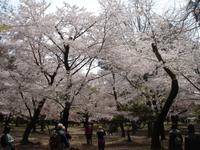 Nara - im Nationlpark