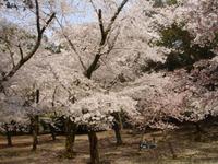 Nara -  Picknick im Nationalpark 