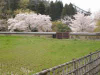 Nara - Reisfeld im Nationalpark